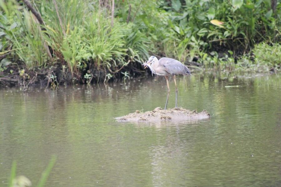 New Orleans: 10 Passenger Airboat Swamp Tour - Watching for Alligators Along the Shallow Water