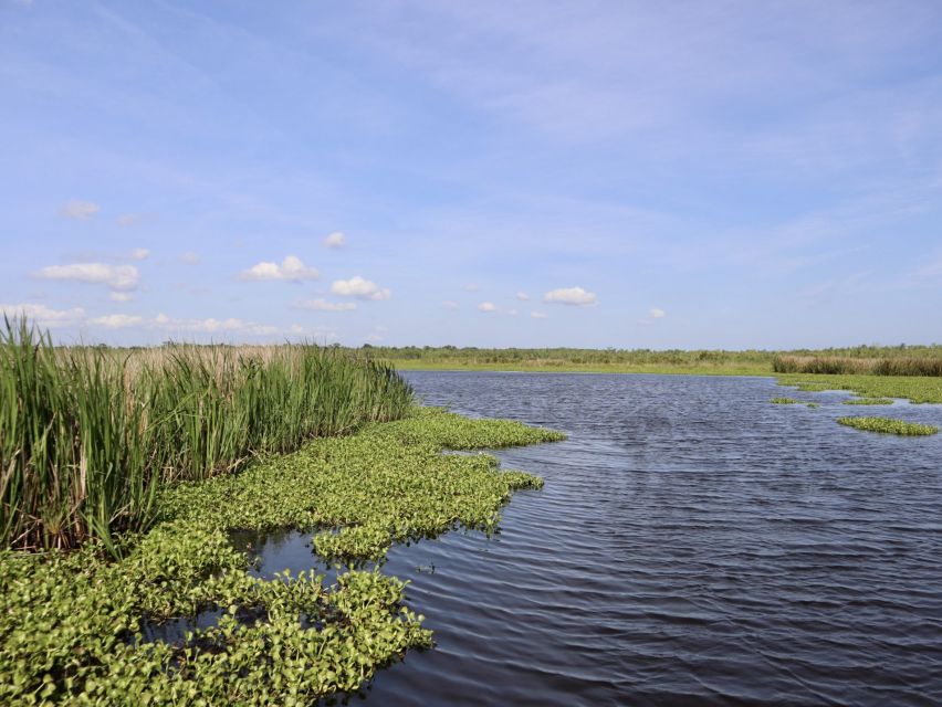 New Orleans: 10 Passenger Airboat Swamp Tour - Cypress, Live Oak, and Spider Lily Country