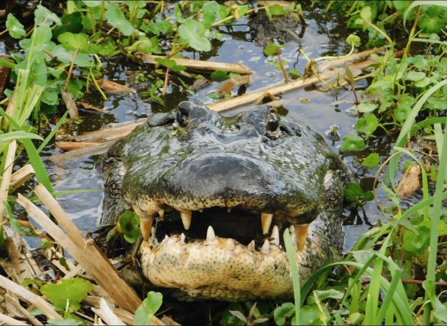New Orleans: 10 Passenger Airboat Swamp Tour - What the 10-Passenger Airboat Feels Like
