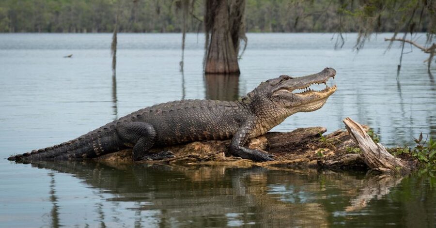 New Orleans: 16 Passenger Airboat Swamp Tour - Boarding a 16-passenger airboat