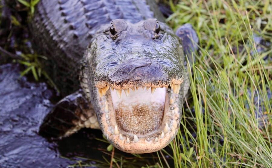New Orleans: 6 Passenger Premium Airboat Swamp Tour - Key points to know before you book