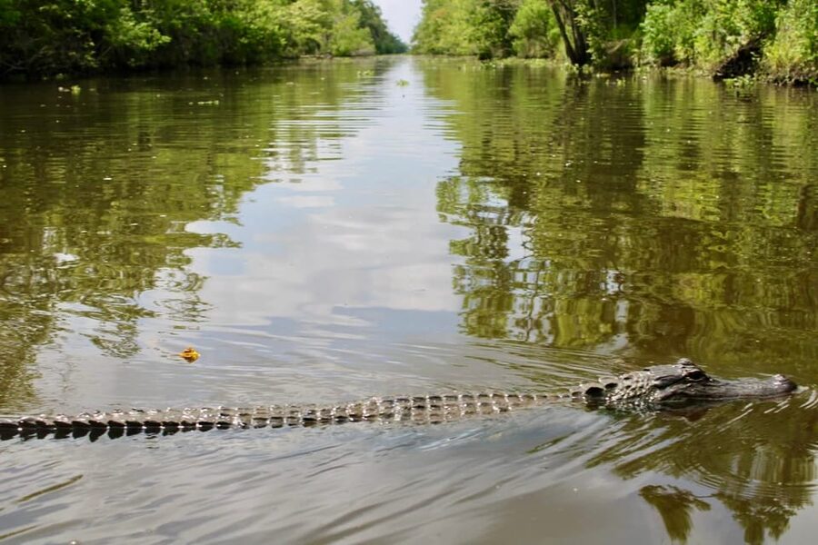 New Orleans: 6 Passenger Premium Airboat Swamp Tour - Should you book the six-passenger swamp tour?