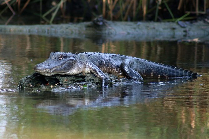 New Orleans Airboat Ride - Alligators, bald eagles, and the rest of the wildlife