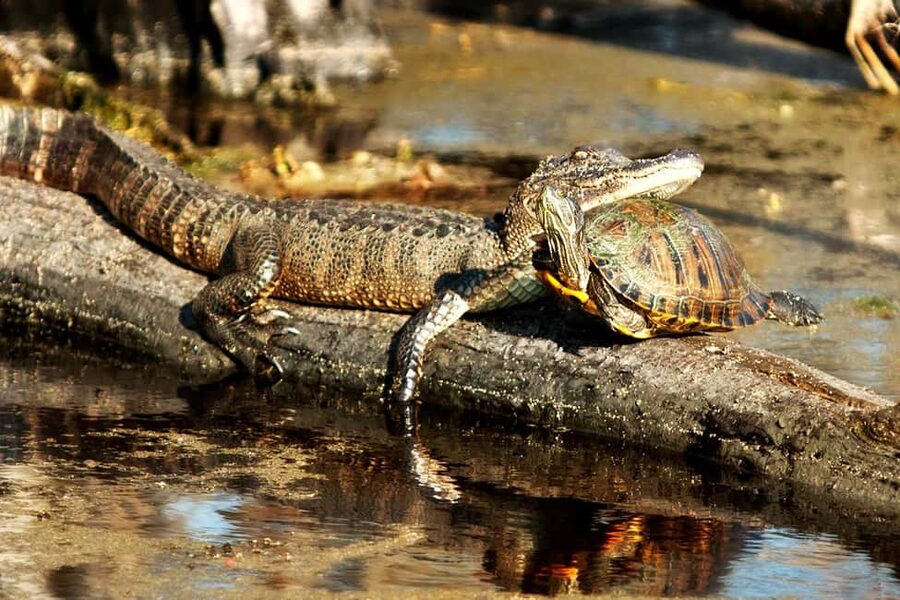 New Orleans: Airboat Swamp Adventure with Transportation - Key points to know before you book