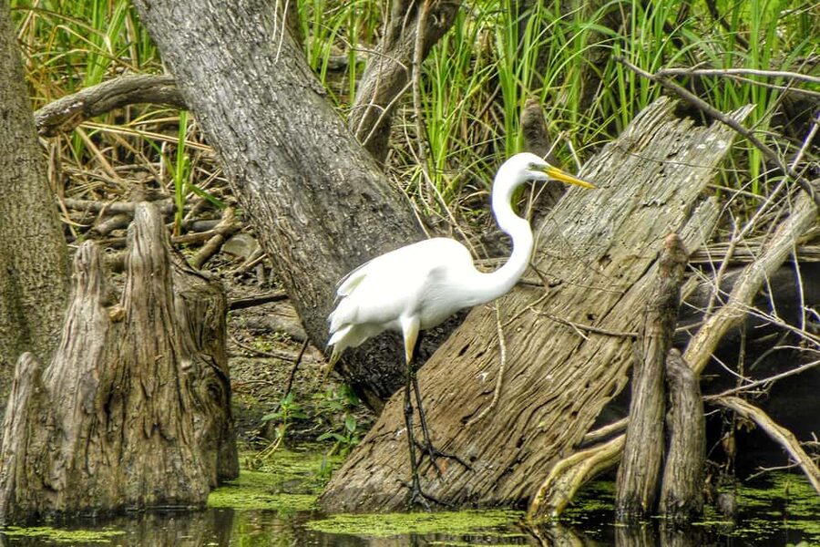 New Orleans: Airboat Swamp Adventure with Transportation - Is the $90 price fair?
