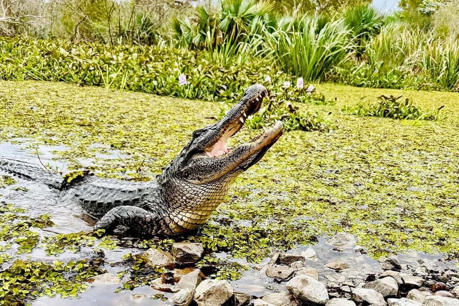 New Orleans: Airboat Swamp Adventure with Transportation - The airboat ride: speed, spray, and shallow water