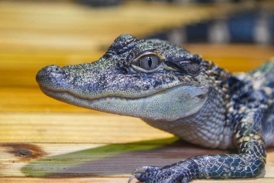 New Orleans: Audubon Aquarium & Insectarium Ticket - Price, Timing, and Practical Details