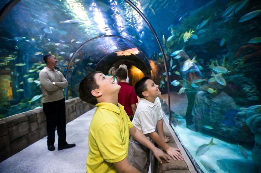 New Orleans: Audubon Aquarium & Insectarium Ticket - Why the Audubon Aquarium Works for a New Orleans Day