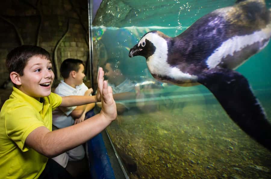New Orleans: Audubon Aquarium & Insectarium Ticket - The Amazon Rainforest Gallery