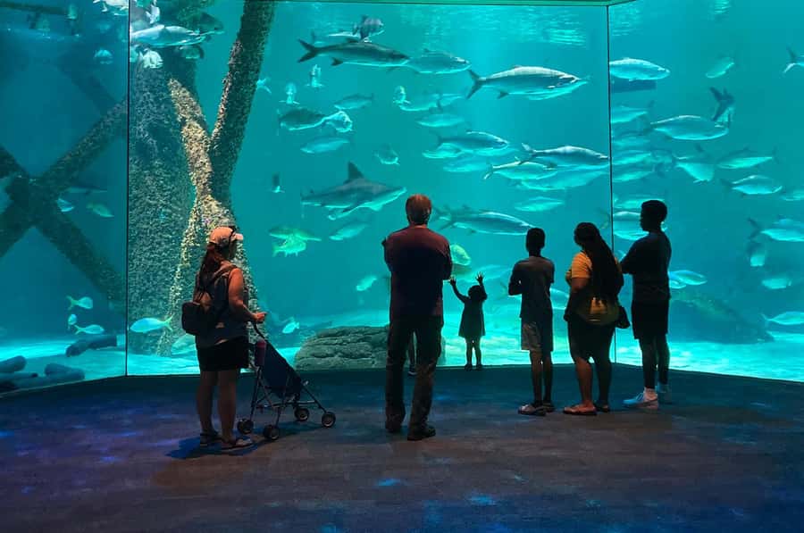 New Orleans: Audubon Aquarium & Insectarium Ticket - Penguins, White Alligators, and Other Favorites