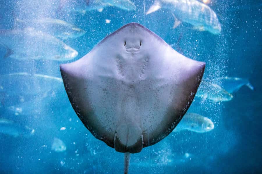 New Orleans: Audubon Aquarium & Insectarium Ticket - Is the Audubon Zoo Upgrade Worth It?