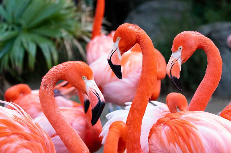 New Orleans: Audubon Zoo or Combo Ticket - A 50-acre introduction to Audubon Zoo