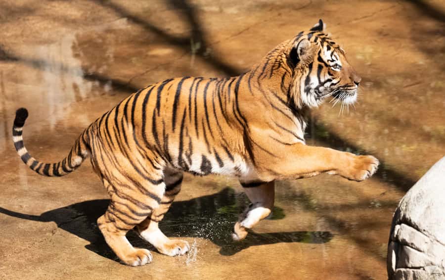 New Orleans: Audubon Zoo or Combo Ticket - Monkey Hill and Watoto Farm