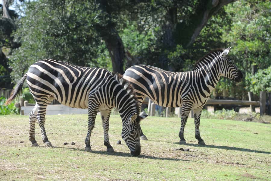 New Orleans: Audubon Zoo or Combo Ticket - The optional Aquarium and Insectarium
