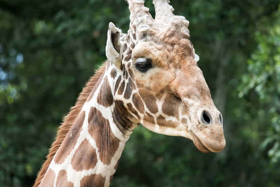 New Orleans: Audubon Zoo or Combo Ticket - Is the $31 price good value?