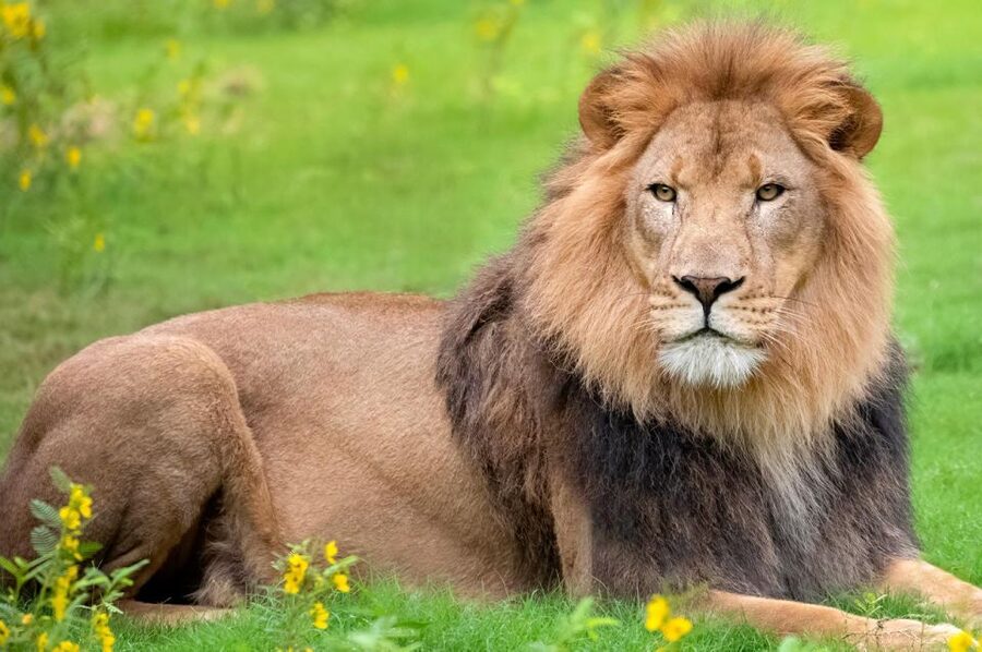 New Orleans: Audubon Zoo or Combo Ticket - Timing, closures, and simple planning tips