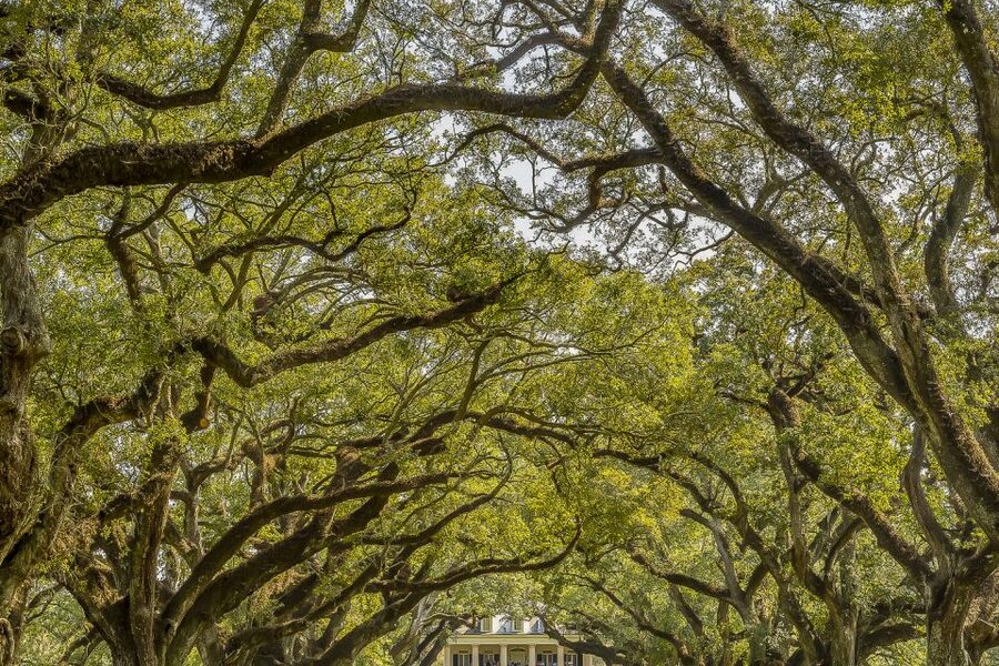 New Orleans: Bayou Swamp Tour and Oak Alley Plantation Tour - Why this New Orleans day trip works