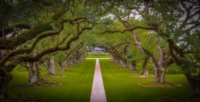 Bayou Swamp Tour and Oak Alley Plantation Tour