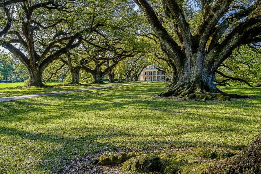 New Orleans: Bayou Swamp Tour and Oak Alley Plantation Tour - FAQ