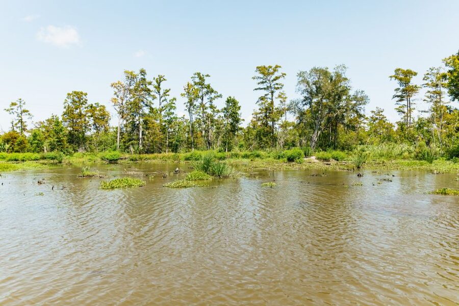 New Orleans: Bayou Tour in Jean Lafitte National Park - Practical tips for a better outing