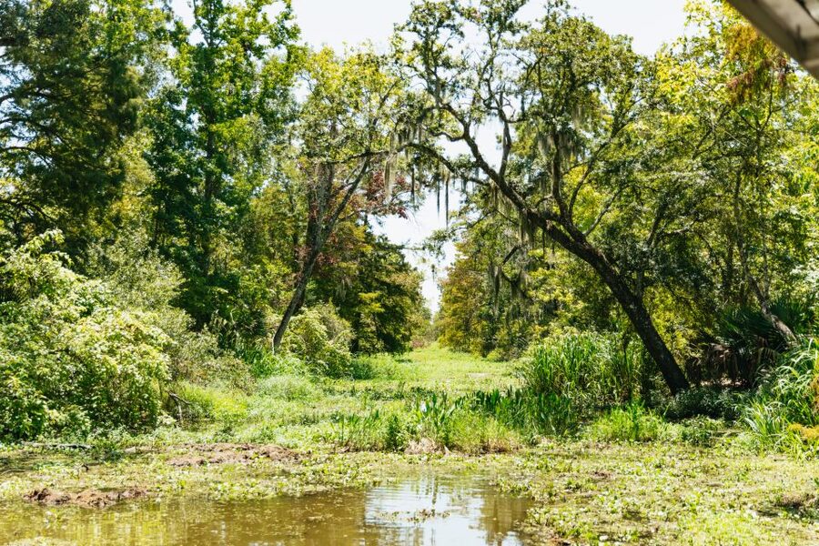 New Orleans: Bayou Tour in Jean Lafitte National Park - Leaving New Orleans for Barataria Preserve