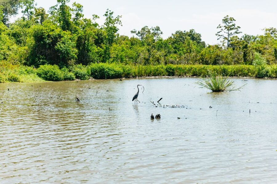 New Orleans: Bayou Tour in Jean Lafitte National Park - Reading the swamp, one animal at a time