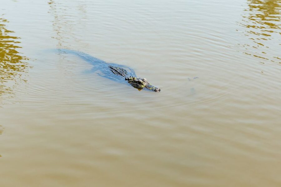 New Orleans: Bayou Tour in Jean Lafitte National Park - The guides make the difference