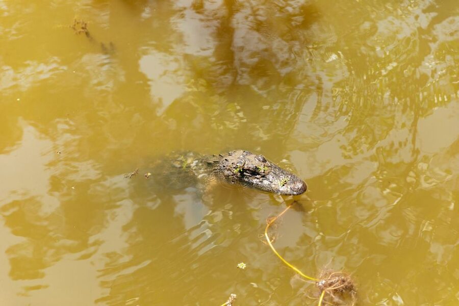 New Orleans: Bayou Tour in Jean Lafitte National Park - Who will enjoy this tour most?