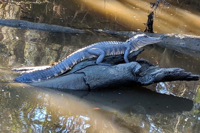 New Orleans City, Cemetery and Swamp Full-Day Tour - The long day and the bus transfer