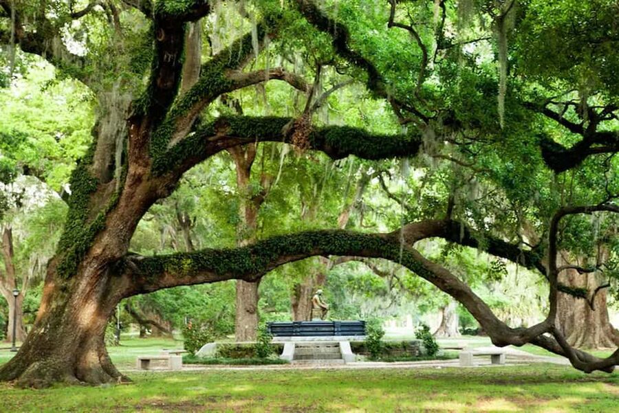 New Orleans: City & Cemetery Tour + Garden District Stroll - Practical details before you reserve