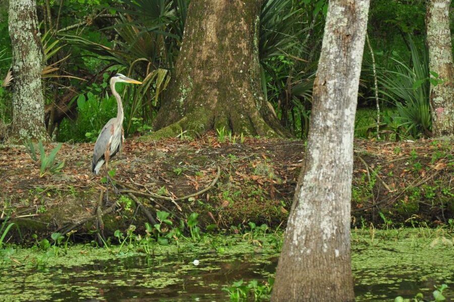 New Orleans: Destrehan Plantation & Airboat Combo Tour - Why this combo works so well in one day