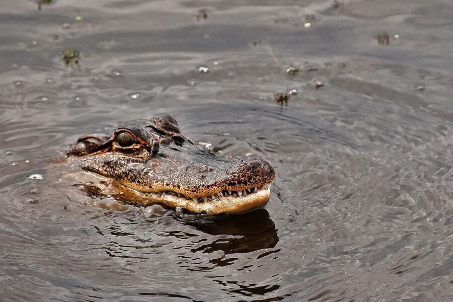 New Orleans: Destrehan Plantation & Airboat Combo Tour - What the boat ride feels like