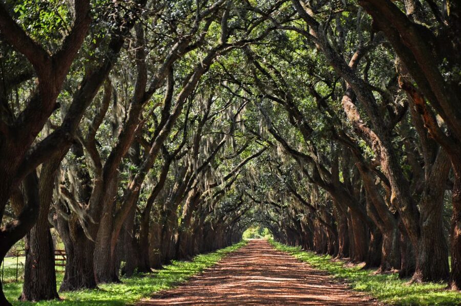 New Orleans: Destrehan Plantation, Houmas House & Lunch - Gardens, ancient oaks, and time to wander
