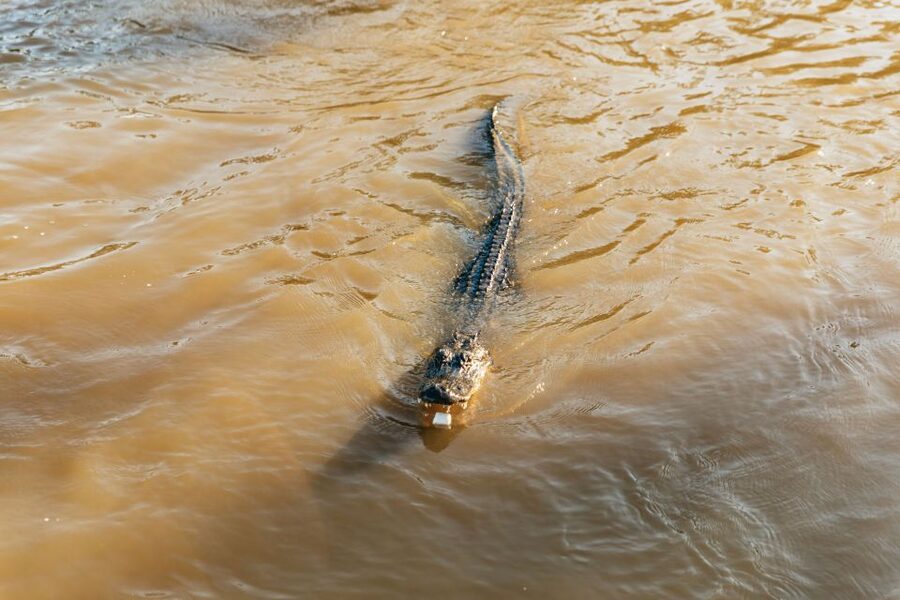 New Orleans: Guided Swamp Cruise by Tour Boat - Leaving New Orleans for Barataria