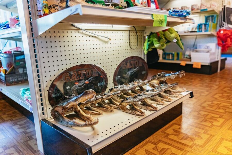 New Orleans: Guided Swamp Cruise by Tour Boat - Price, pickup, and practical value