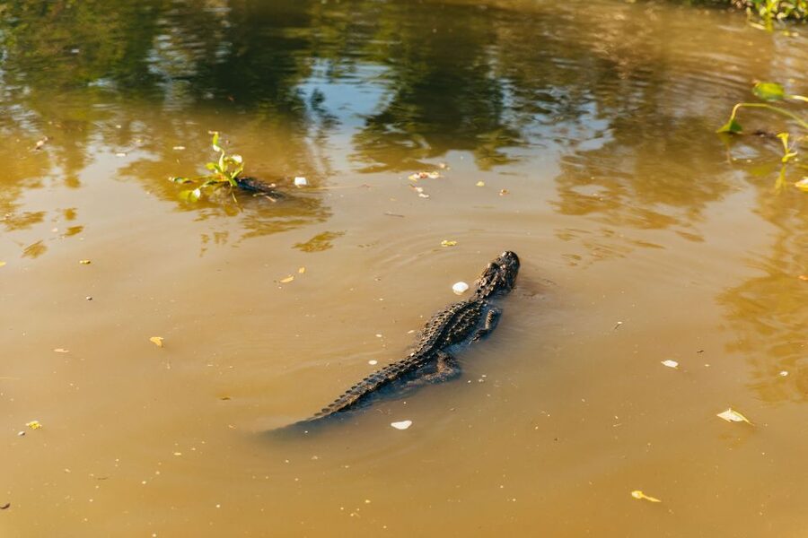 New Orleans: Guided Swamp Cruise by Tour Boat - What the 100-minute boat ride is like