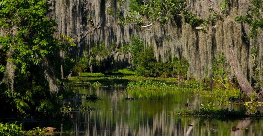 New Orleans: High Speed 16 Passenger Airboat Ride - From New Orleans streets to Jean Lafitte wetlands
