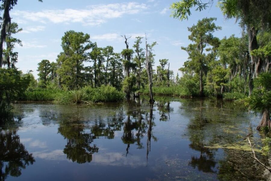 New Orleans: High Speed 16 Passenger Airboat Ride - Finding alligators in the shallow marsh