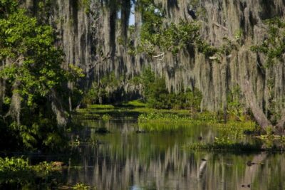 High Speed 16 Passenger Airboat Ride