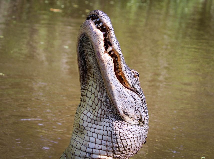 New Orleans: High Speed 16 Passenger Airboat Ride - Who will enjoy this airboat outing most?