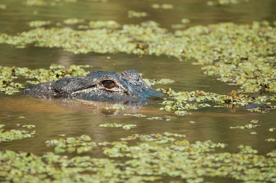 New Orleans: High Speed 9 Passenger Airboat Tour - Practical Ways to Make the Ride Better