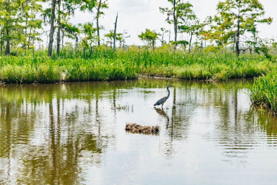 New Orleans: High Speed 9 Passenger Airboat Tour - Should You Book It?
