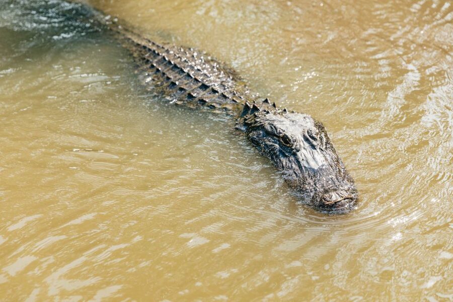 New Orleans: High Speed 9 Passenger Airboat Tour - The 105-Minute Ride Through Marsh and Swamp