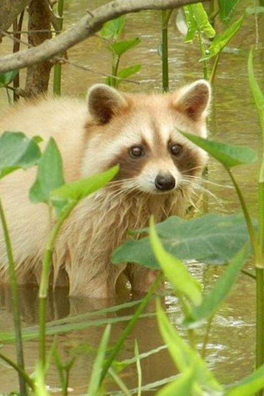 New Orleans: Honey Island Swamp and Bayou Boat Tour - Key points to know before you book