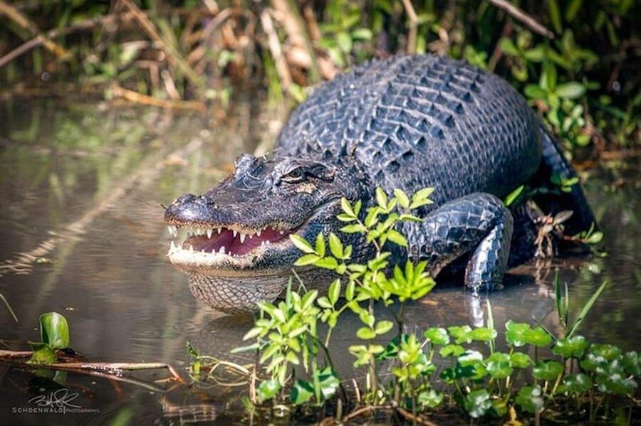 New Orleans: Honey Island Swamp and Bayou Boat Tour - Why Honey Island Swamp makes a good New Orleans side trip