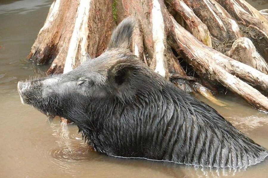 New Orleans: Honey Island Swamp and Bayou Boat Tour - What the $37 price really covers