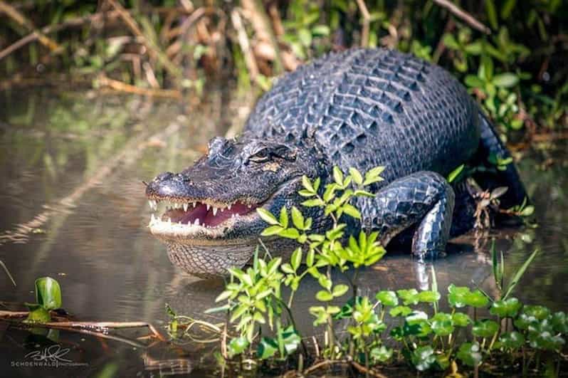 New Orleans: Honey Island Swamp and Bayou Boat Tour - Who will enjoy this boat tour most?