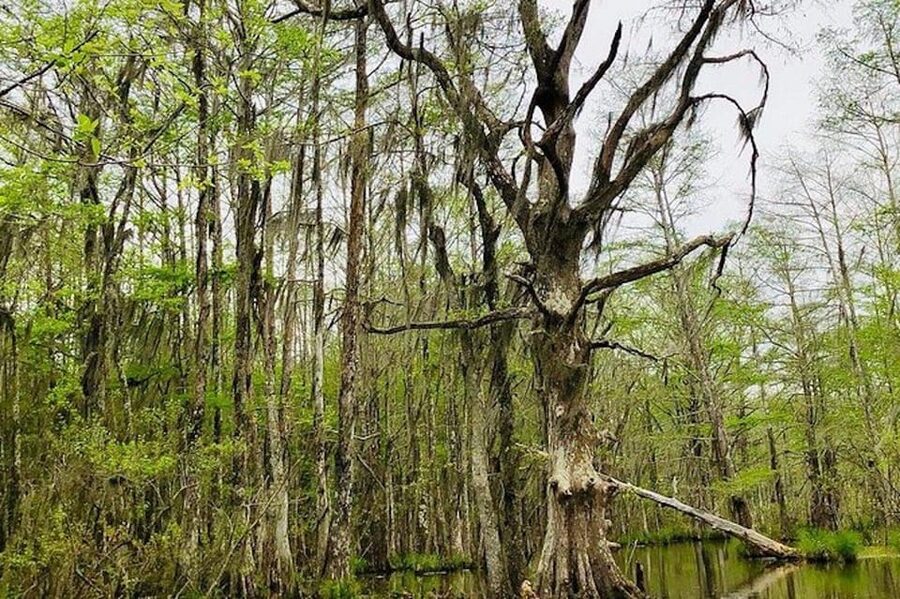 New Orleans: Honey Island Swamp and Bayou Boat Tour - Booking flexibility and useful planning details