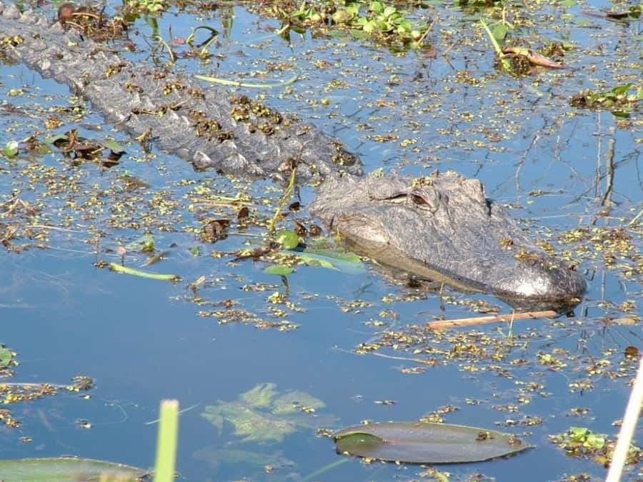 New Orleans: Honey Island Swamp Tour - Key points at a glance