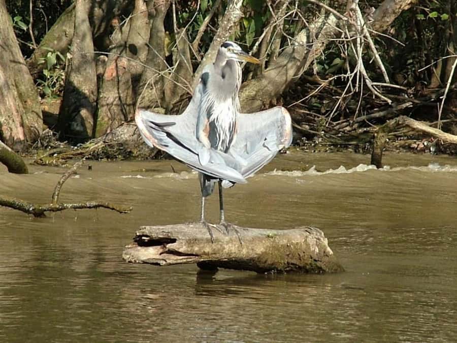 New Orleans: Honey Island Swamp Tour - Gliding beneath cypress trees and hanging moss